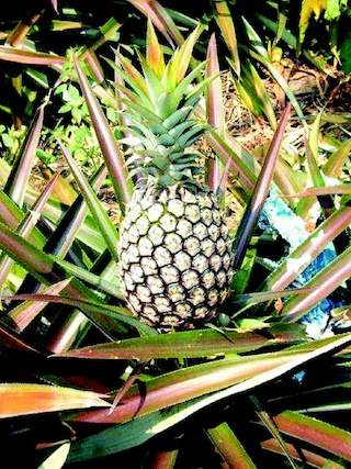 鳳梨果粒